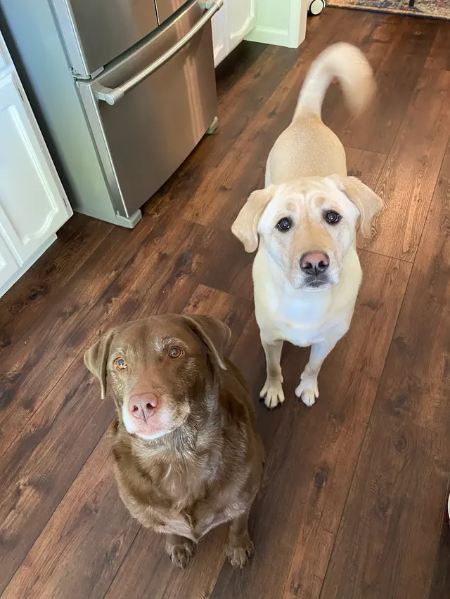 Cheyenne’s Mobile Dog Grooming — customer photo 9