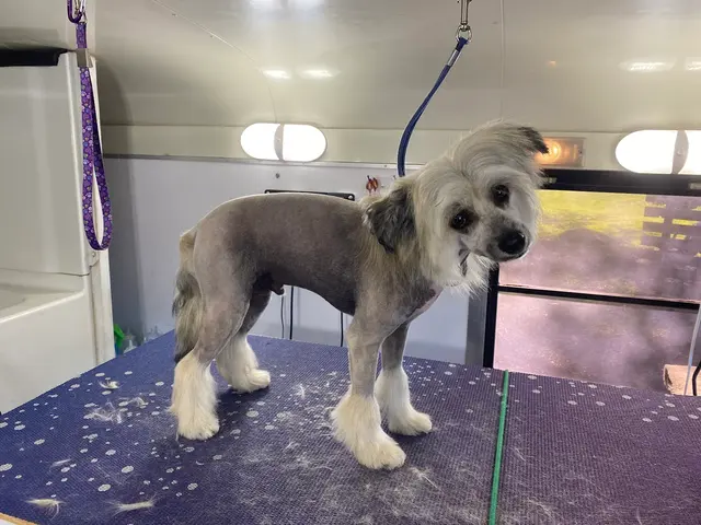 Cheyenne’s Mobile Dog Grooming — photo from the business 1