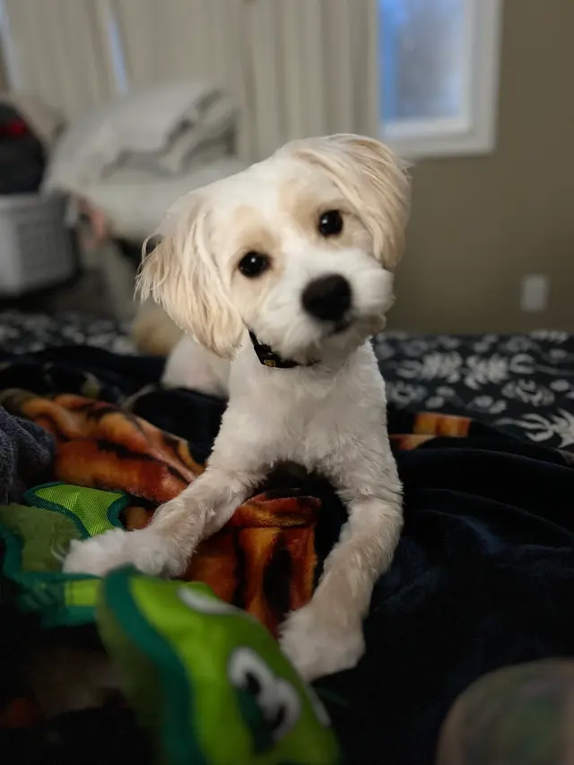 Cheyenne’s Mobile Dog Grooming — customer photo 5