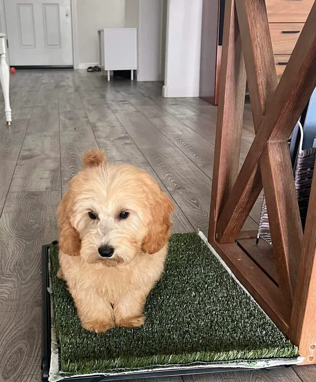 Cheyenne’s Mobile Dog Grooming — customer photo 12