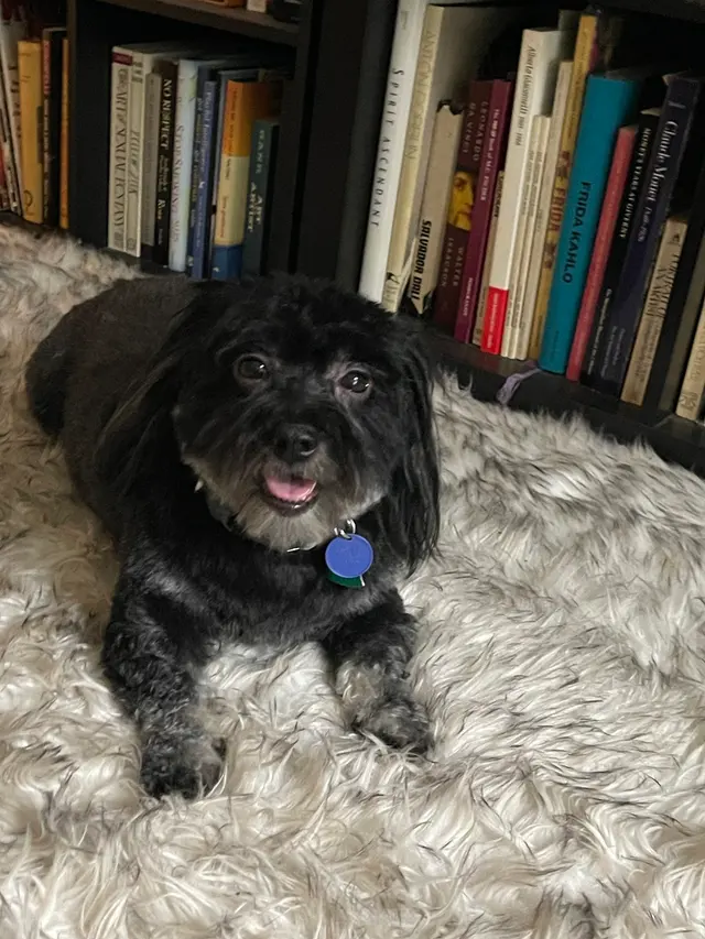 Cheyenne’s Mobile Dog Grooming — customer photo 10