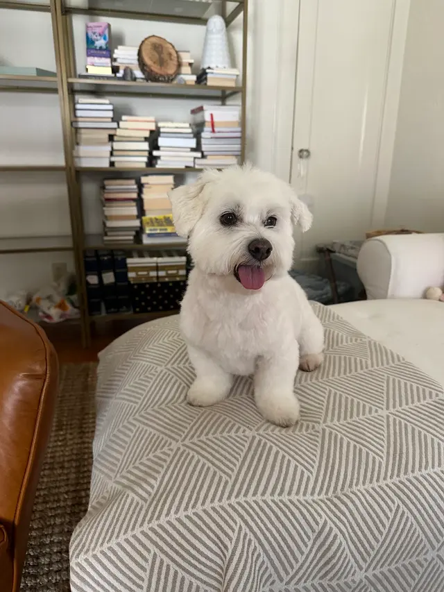 Cheyenne’s Mobile Dog Grooming — customer photo 3