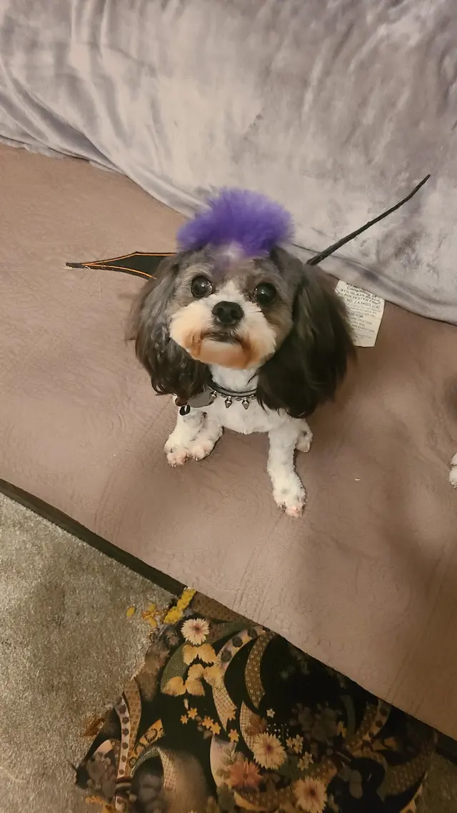 Cheyenne’s Mobile Dog Grooming — customer photo 11