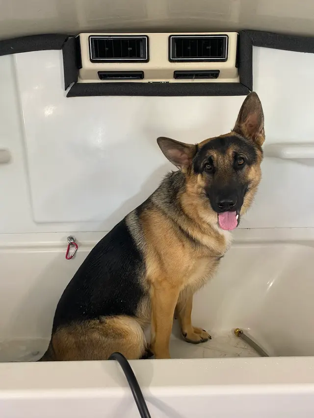 Cheyenne’s Mobile Dog Grooming — photo from the business 2