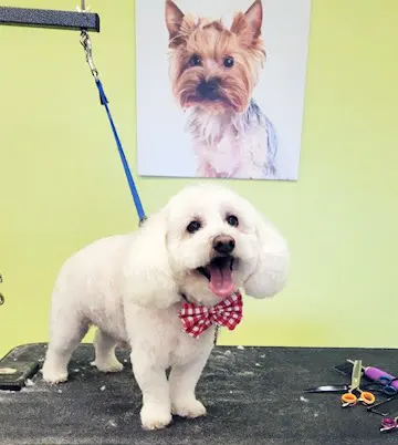 Sydnee's Pet Grooming — photo from the business 2