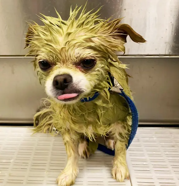 Sydnee's Pet Grooming — photo from the business 8