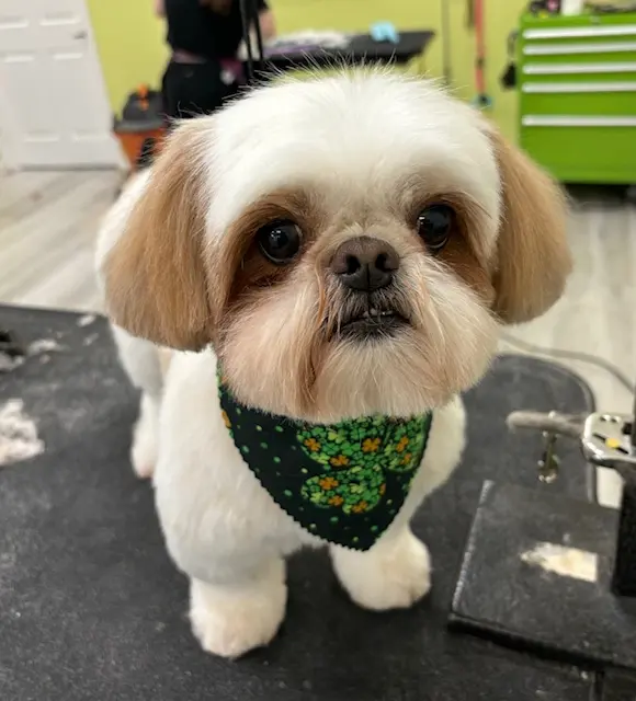 Sydnee's Pet Grooming — photo from the business 11