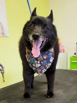 Sydnee's Pet Grooming — photo from the business 9