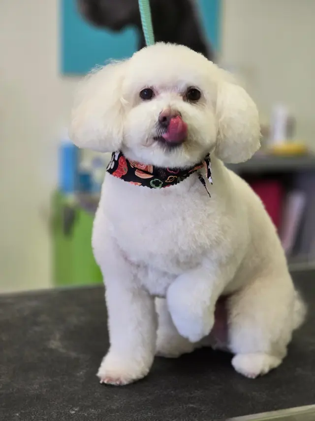 Sydnee's Pet Grooming — photo from the business 10