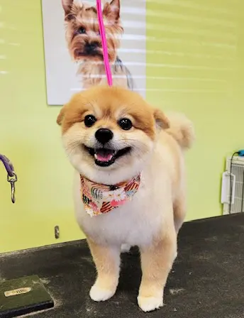 Sydnee's Pet Grooming — photo from the business 6