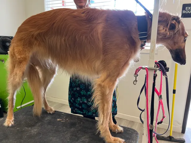 Sydnee's Pet Grooming — photo from the business 12