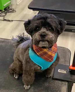Sydnee's Pet Grooming — photo from the business 7