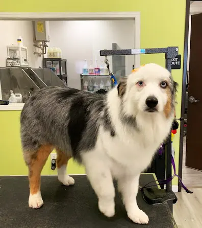 Sydnee's Pet Grooming — photo from the business 5