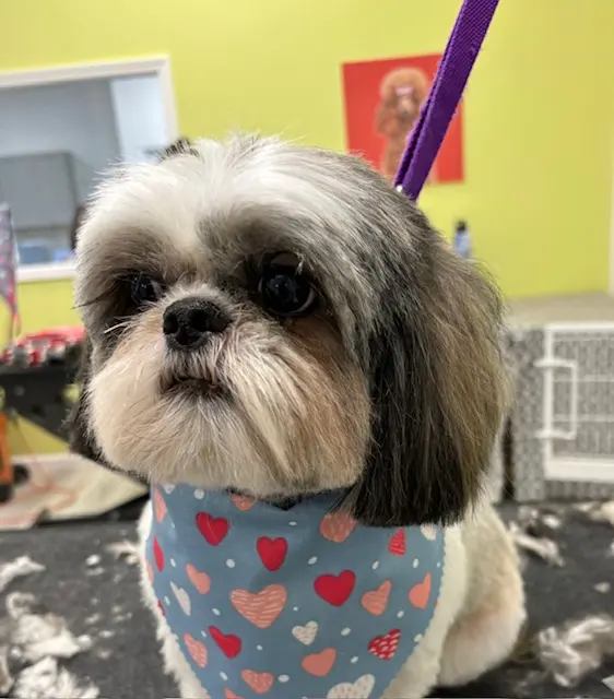 Sydnee's Pet Grooming — photo from the business 4