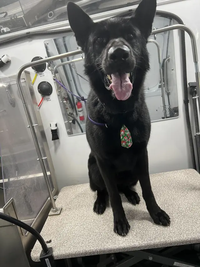 Groombuggy Mobile Dog Grooming — photo from the business 11