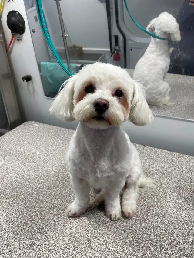 Groombuggy Mobile Dog Grooming — photo from the business 8