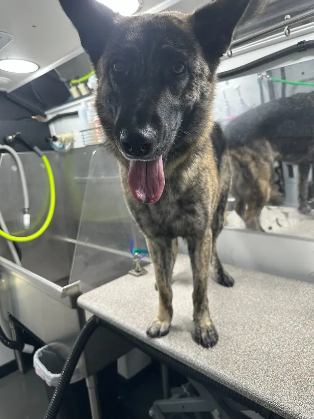 Groombuggy Mobile Dog Grooming — photo from the business 9