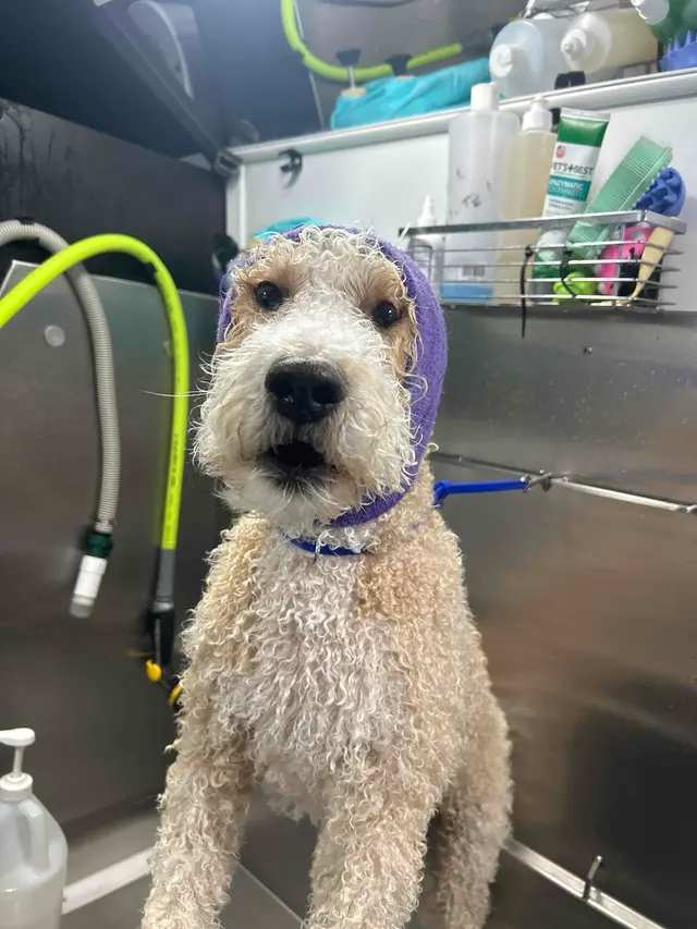 Groombuggy Mobile Dog Grooming — customer photo 2