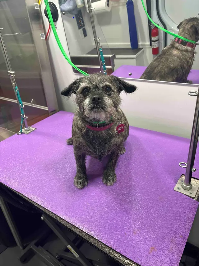 Customer photo of work by Groombuggy Mobile Dog Grooming, from KeepingHappy's review