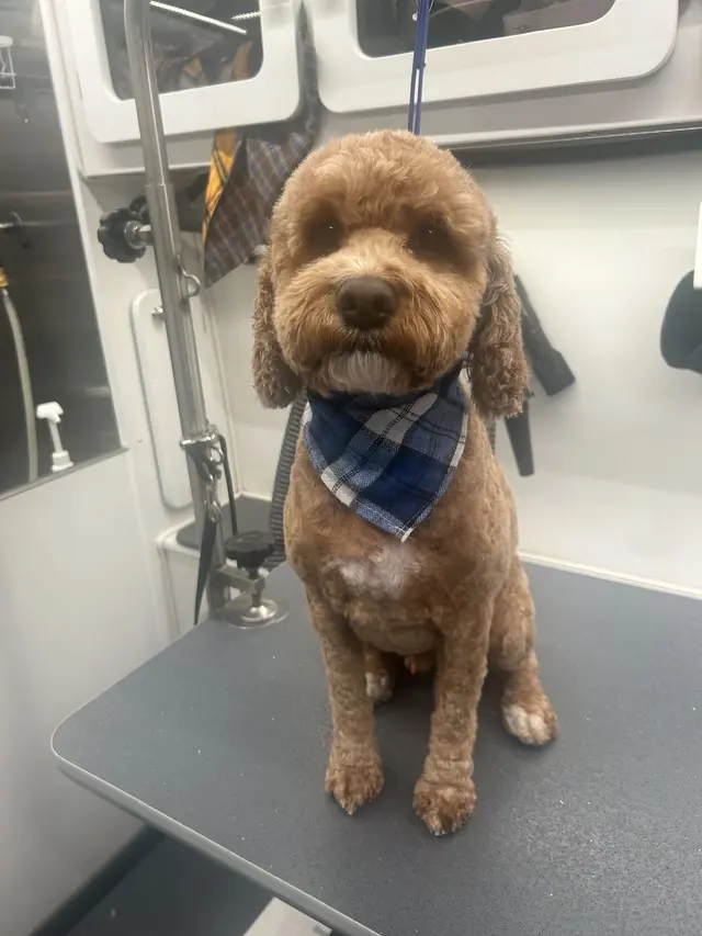 Groombuggy Mobile Dog Grooming — photo from the business 12
