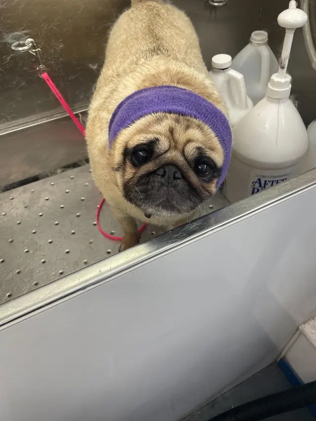 Groombuggy Mobile Dog Grooming — photo from the business 10
