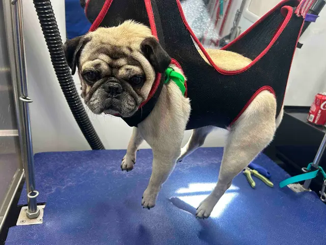 Groombuggy Mobile Dog Grooming — customer photo 3