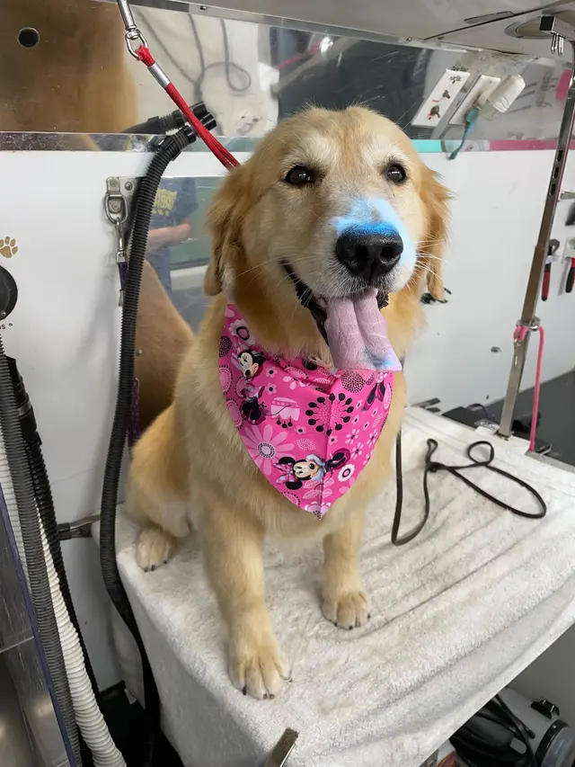 Groombuggy Mobile Dog Grooming — photo from the business 5