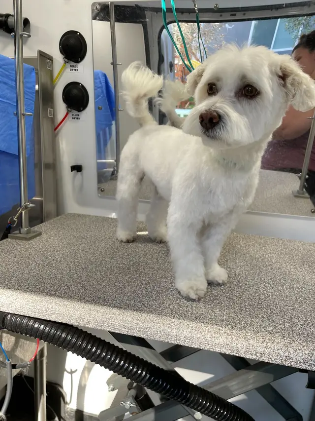 Groombuggy Mobile Dog Grooming — photo from the business 7