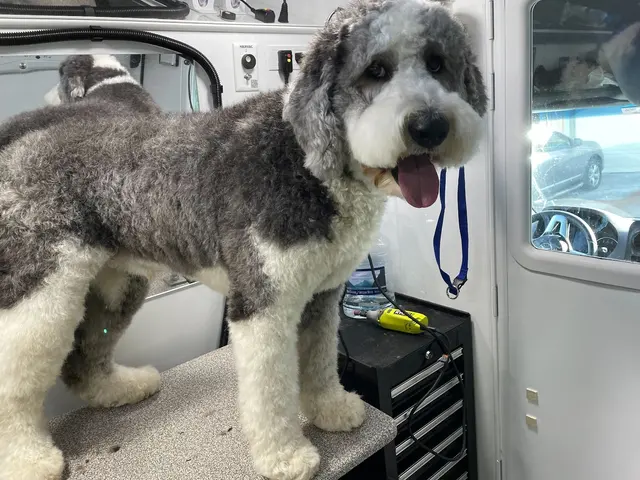 Groombuggy Mobile Dog Grooming — photo from the business 6