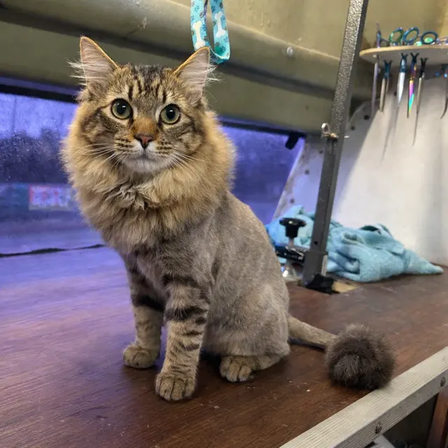 R&B Mobile Pet Grooming — photo from the business 4