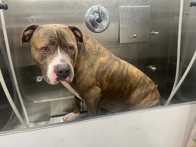 R&B Mobile Pet Grooming — photo from the business 9