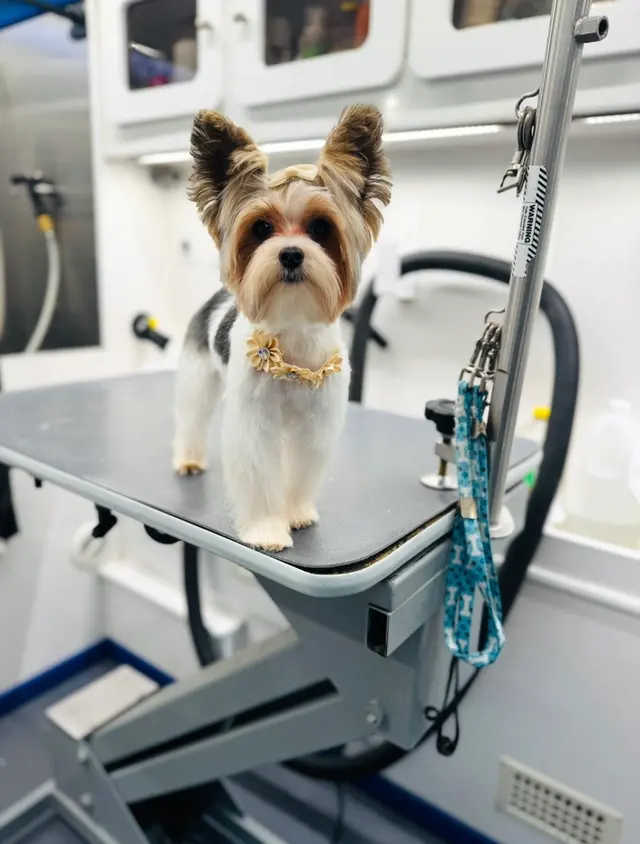 R&B Mobile Pet Grooming — photo from the business 2