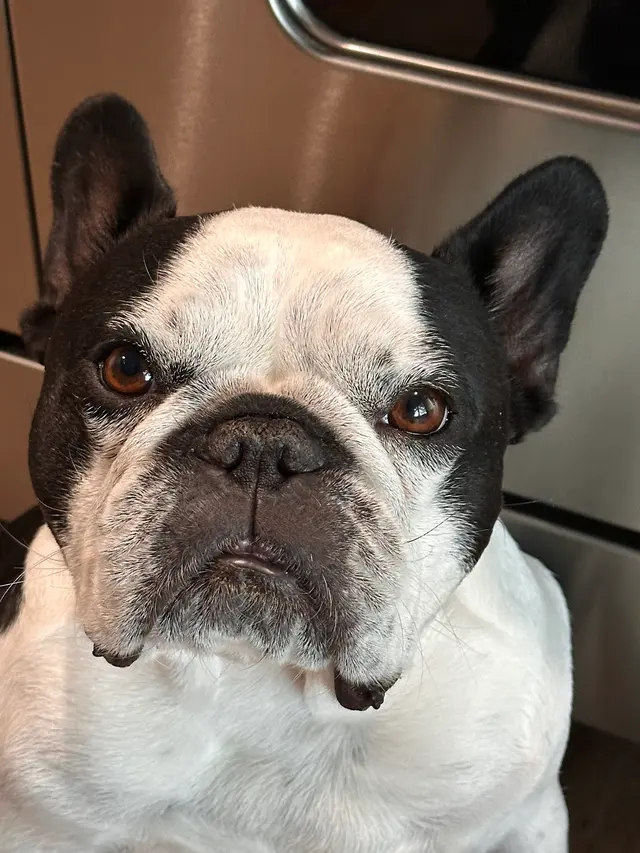 Customer photo of work by R&B Mobile Pet Grooming, from Mark Pimentel's review
