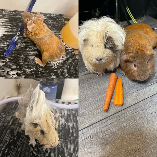 R&B Mobile Pet Grooming — photo from the business 6