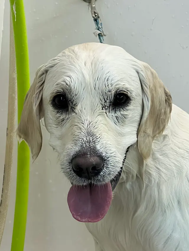 R&B Mobile Pet Grooming — photo from the business 11