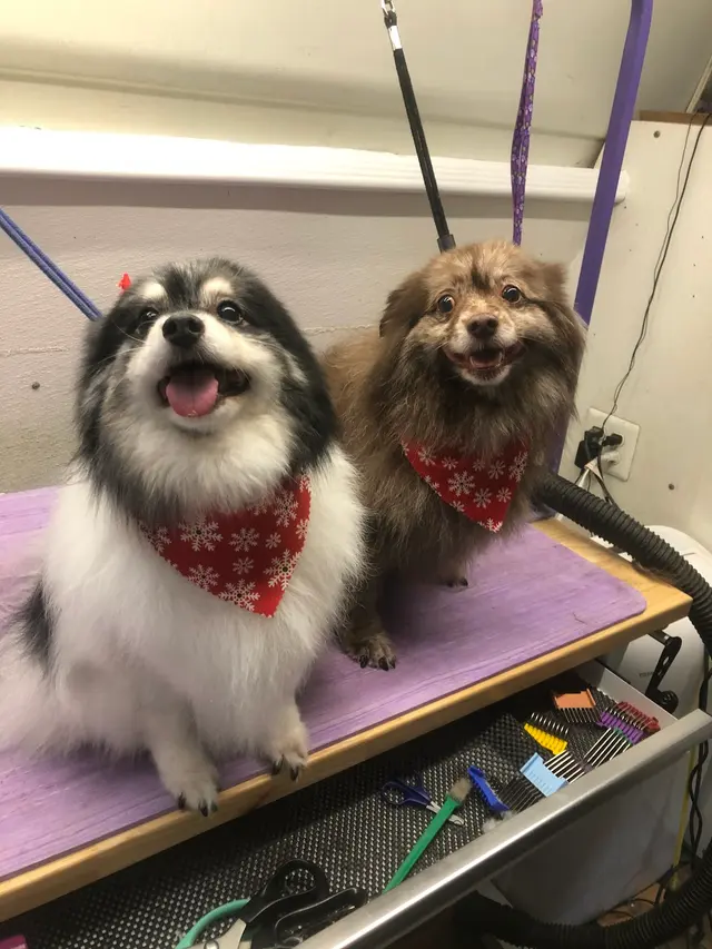 R&B Mobile Pet Grooming — photo from the business 12