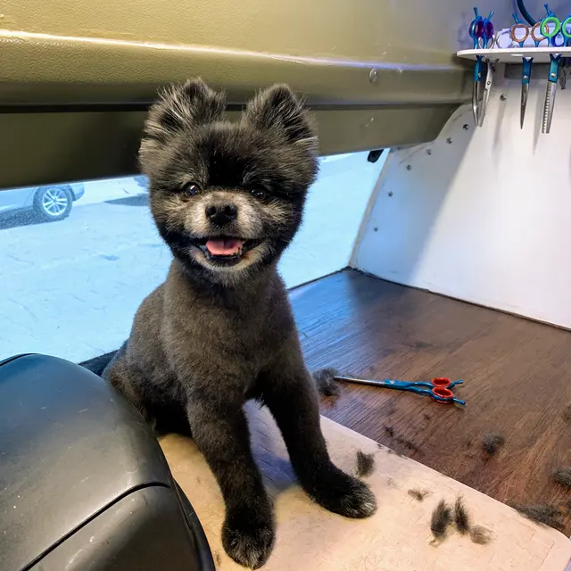 R&B Mobile Pet Grooming — photo from the business 5