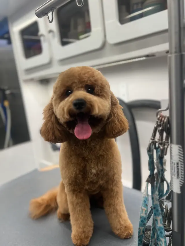 R&B Mobile Pet Grooming — photo from the business 3