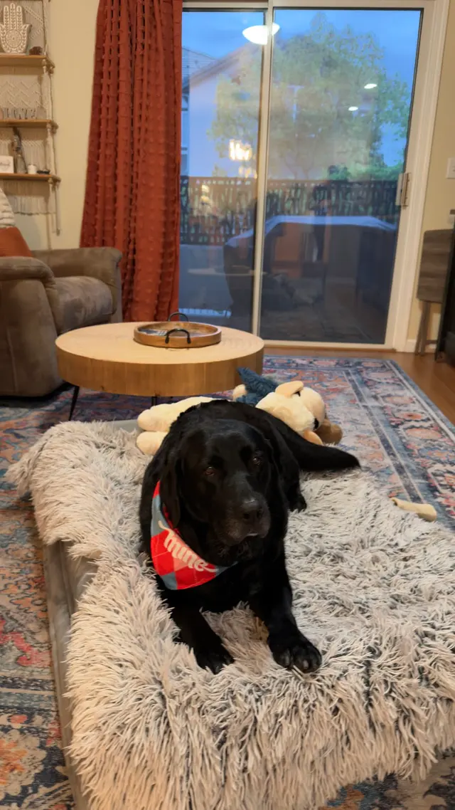 R&B Mobile Pet Grooming — customer photo 8