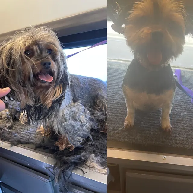 R&B Mobile Pet Grooming — photo from the business 7