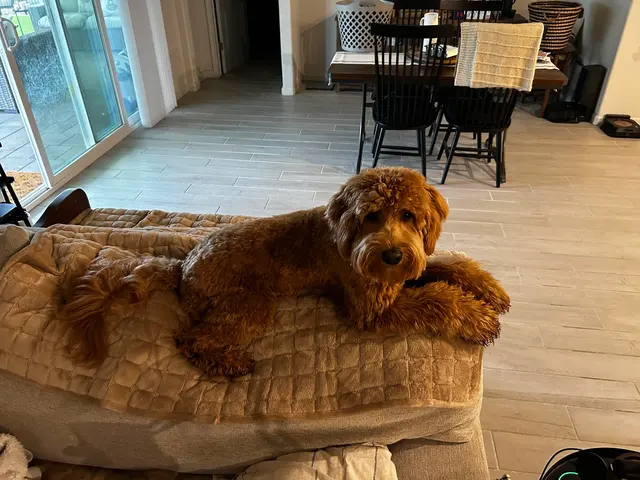 R&B Mobile Pet Grooming — customer photo 10