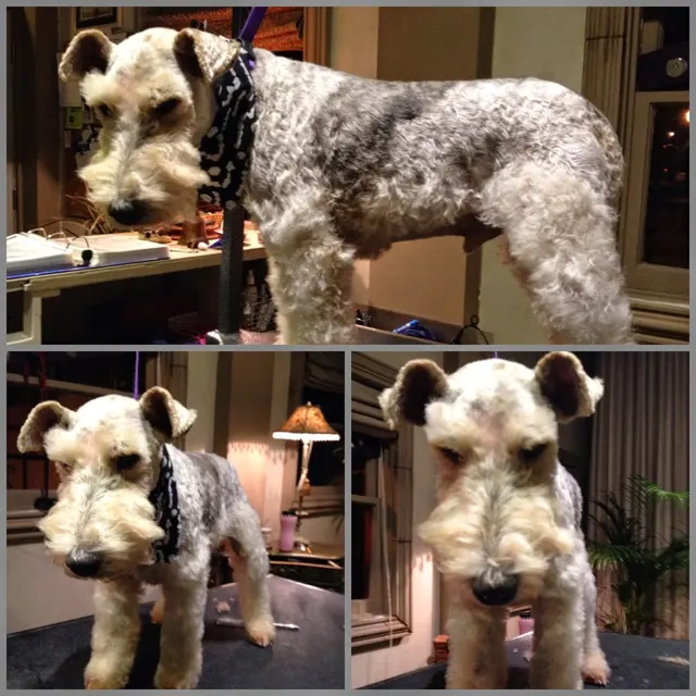 Pet Stylista — photo from the business 5