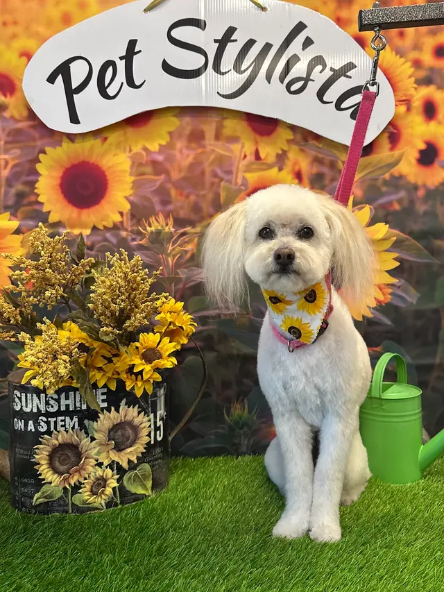 Pet Stylista — photo from the business 1