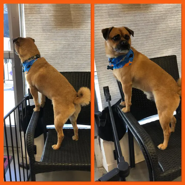 Pet Stylista — photo from the business 7
