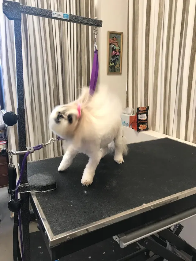 Pet Stylista — photo from the business 6