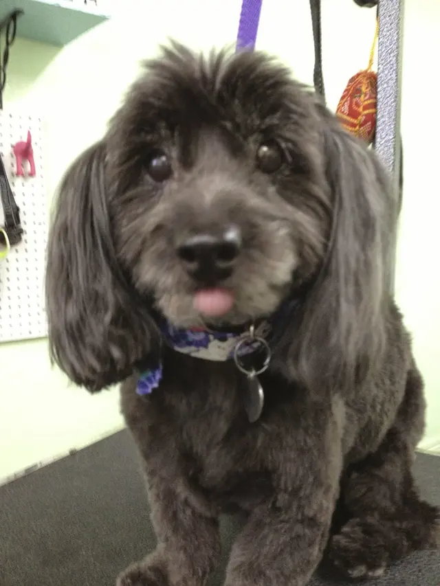 Pet Stylista — photo from the business 8