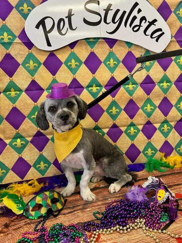Customer photo of work by Pet Stylista, from Danyel Church's review