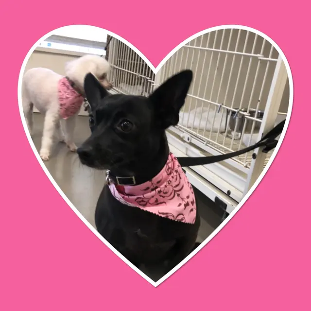 Pet Stylista — photo from the business 10