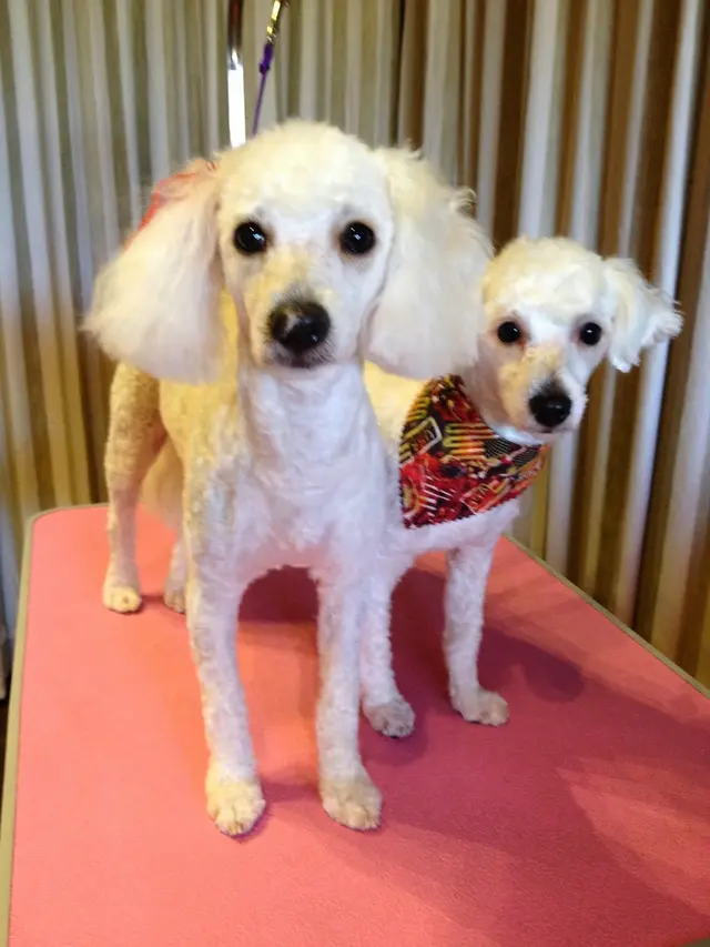 Pet Stylista — photo from the business 12