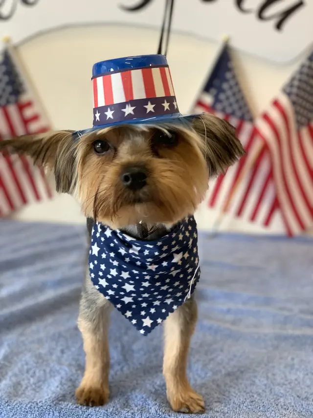 Pet Stylista — photo from the business 4